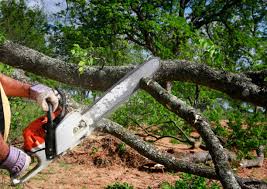 Best Tree Fertilization  in Prairieville, LA